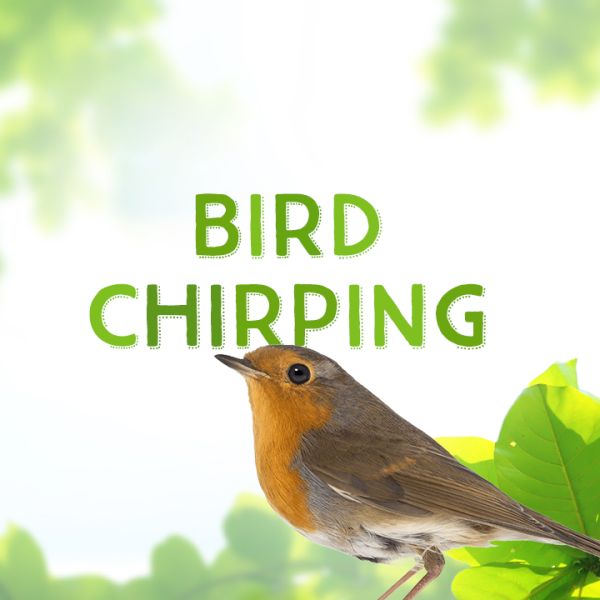 Bird Chirping