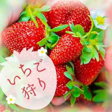 Strawberry Picking